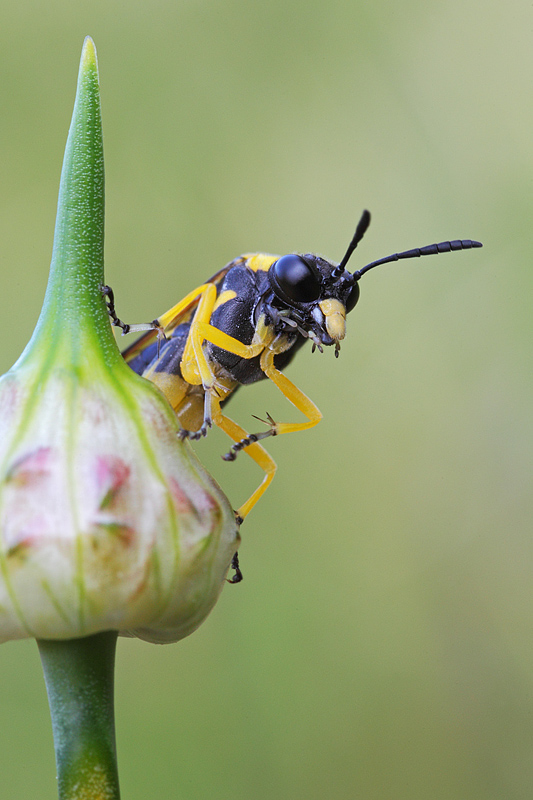 Macrophya montana?